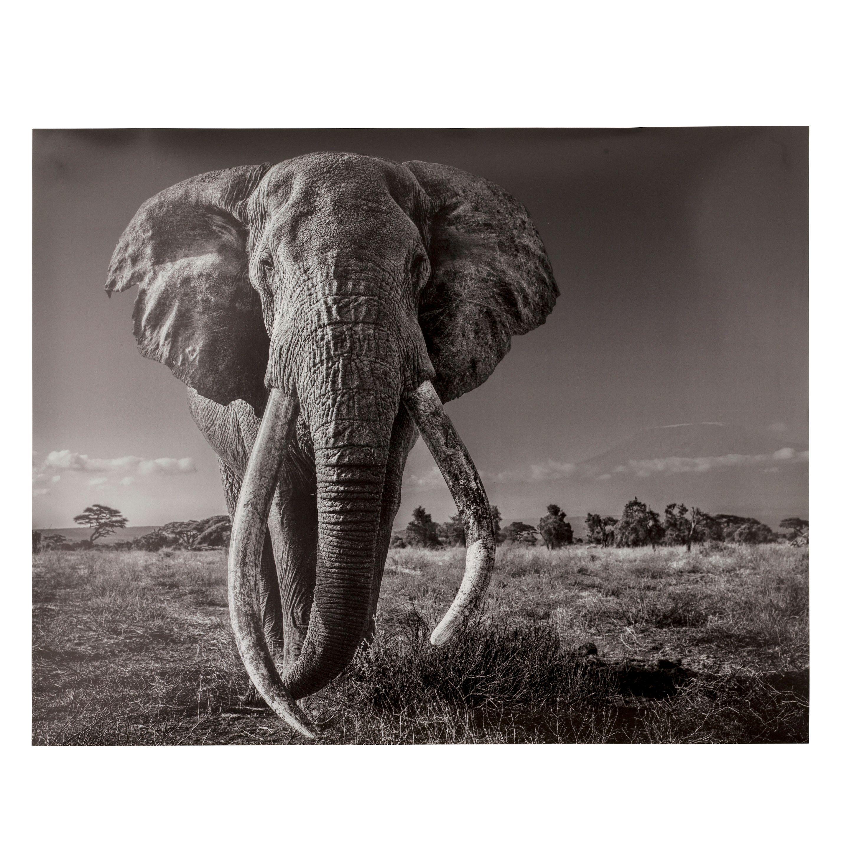 David Yarrow - Space for Giant, 2020