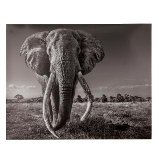 David Yarrow - Space for Giant, 2020