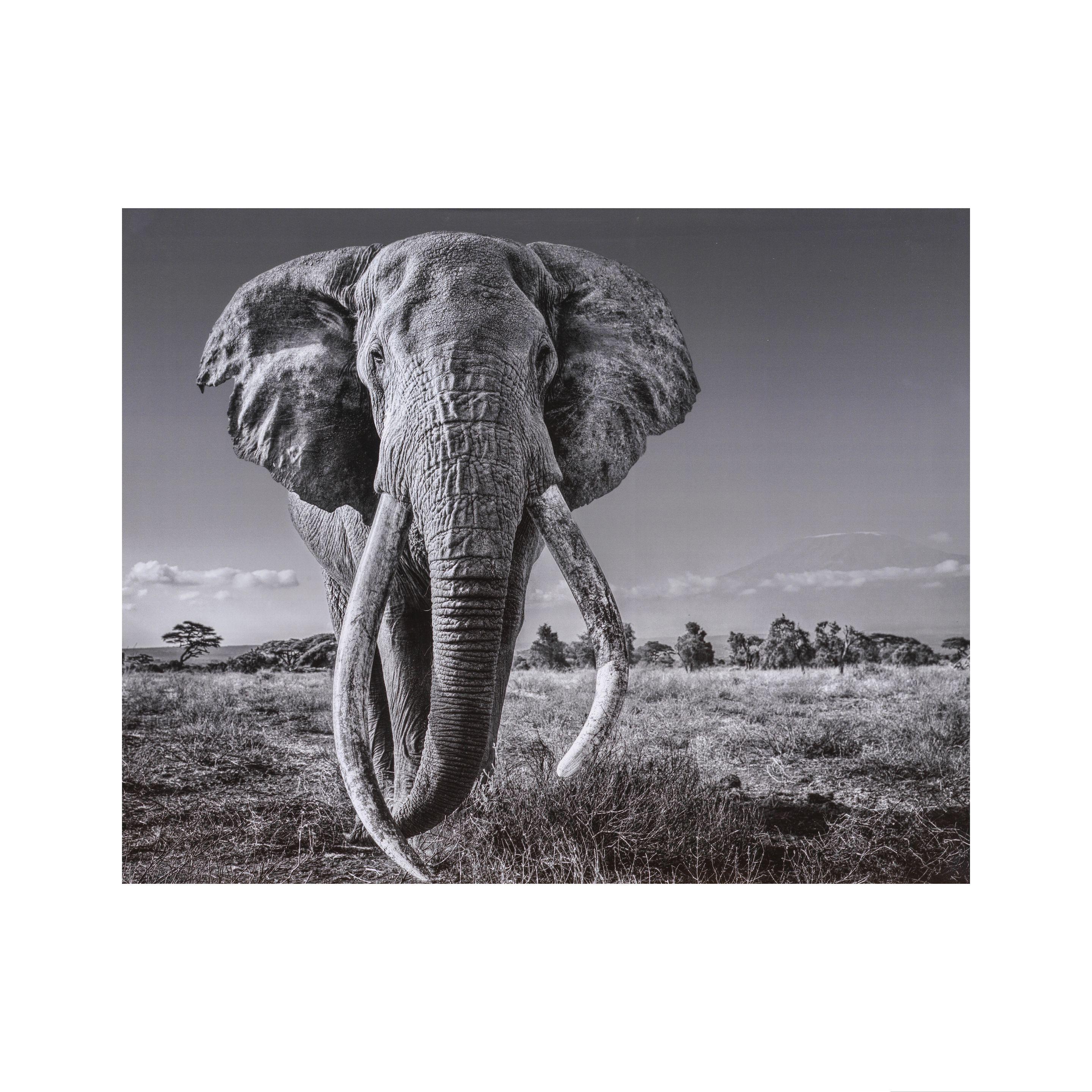 David Yarrow - Space for Giant, 2020