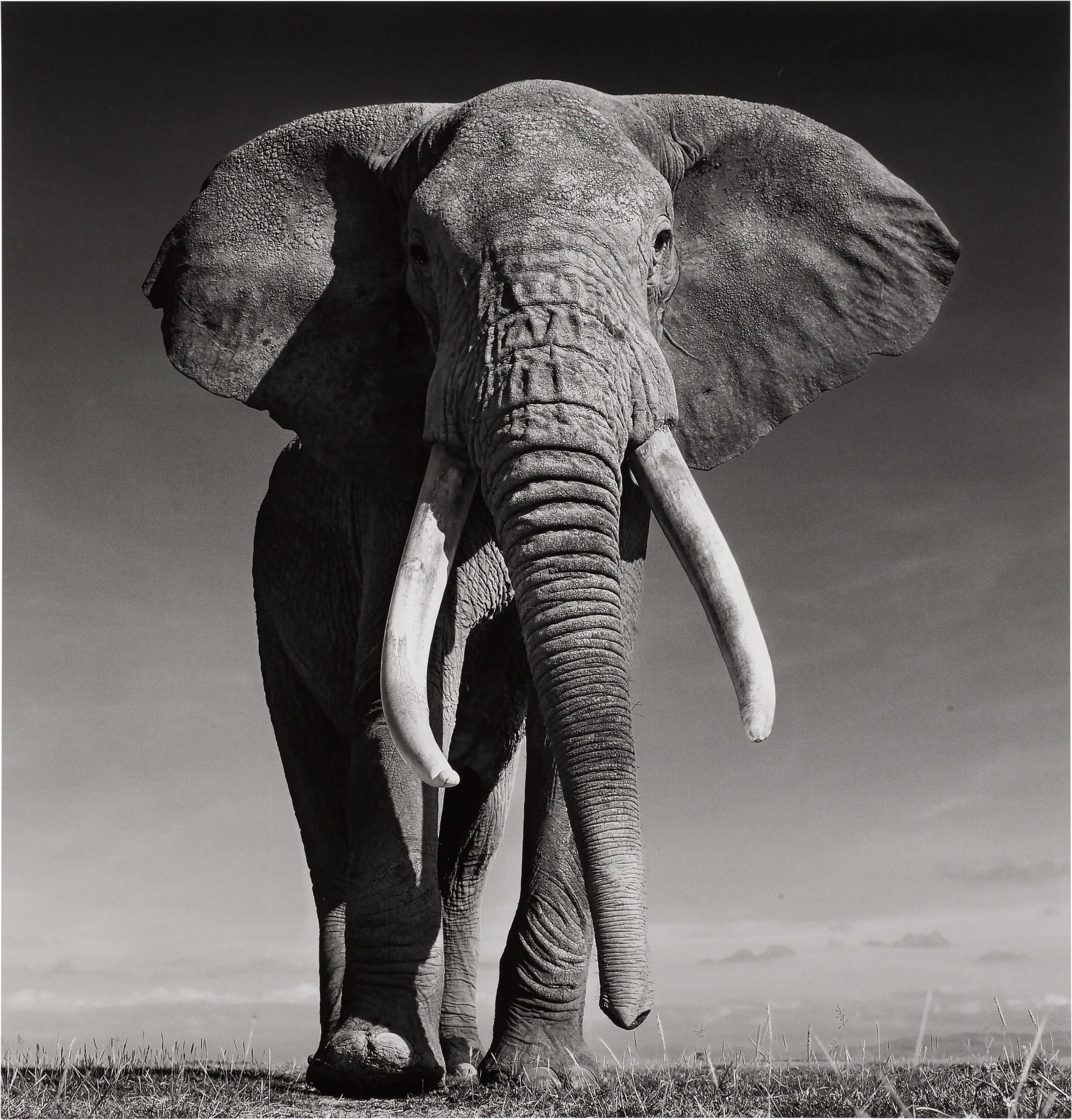 David Yarrow - The Don, Amboseli, Kenya