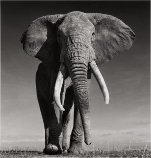 David Yarrow - The Don, Amboseli, Kenya