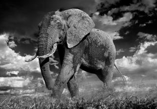 David Yarrow - The Patrician, Amboseli, Kenya