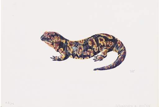 Denise Weber - Salamander; Salamandra gallaica