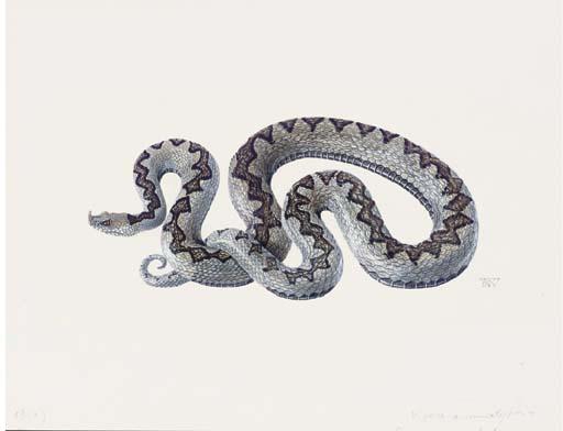 Denise Weber - Snake; Vipera ammodytes