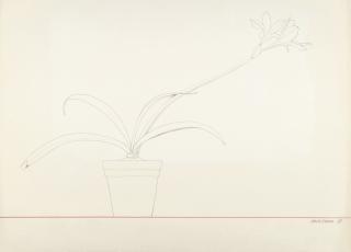 Derrick Greaves - Potted Plant