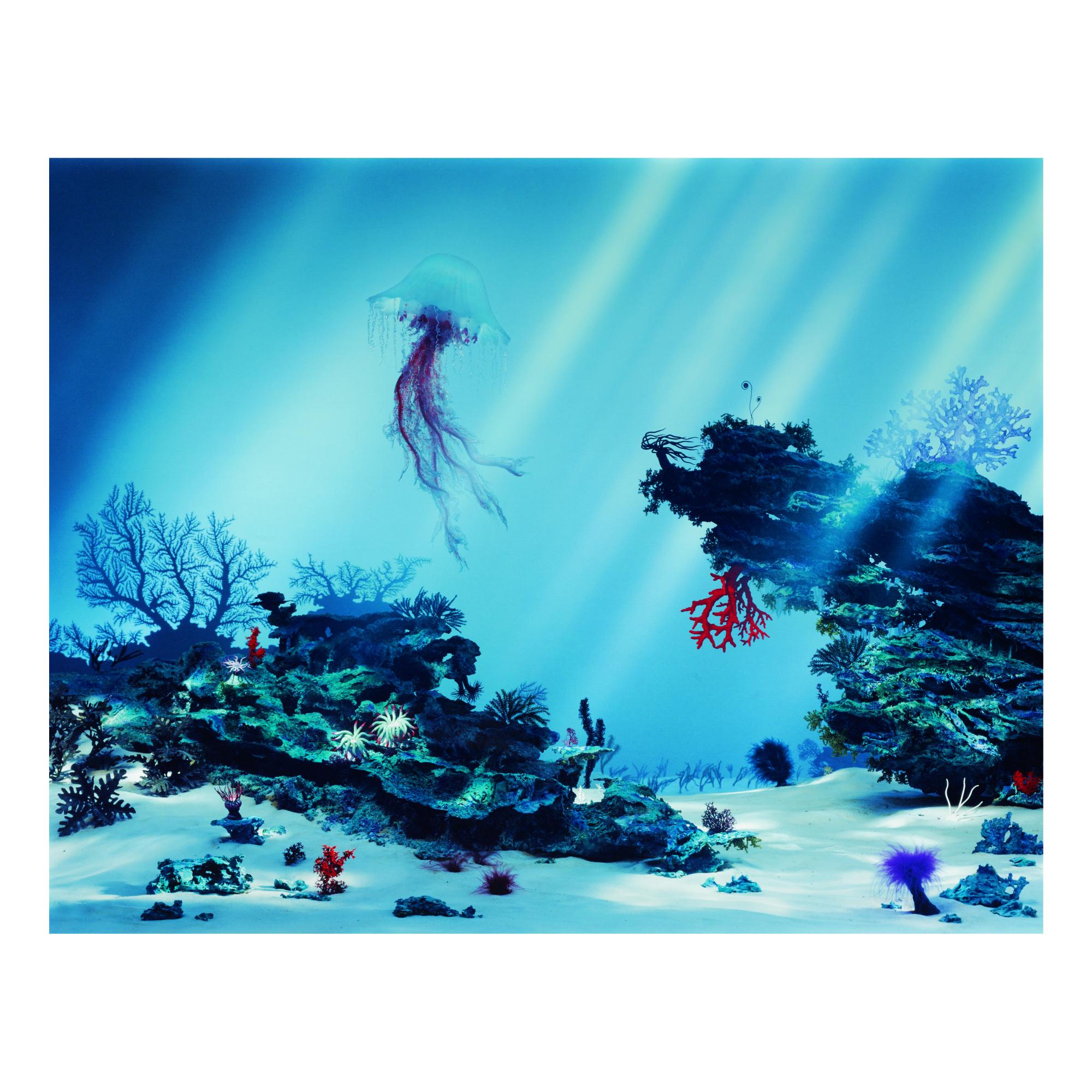 Didier Massard - The Corals