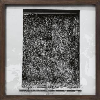 Dieter Appelt - Vergrasung (aus der Serie: Erinnerungsspur)