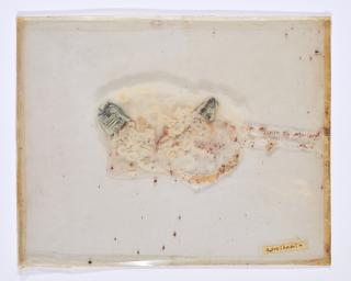 Dieter Roth - Zwei Birnen.