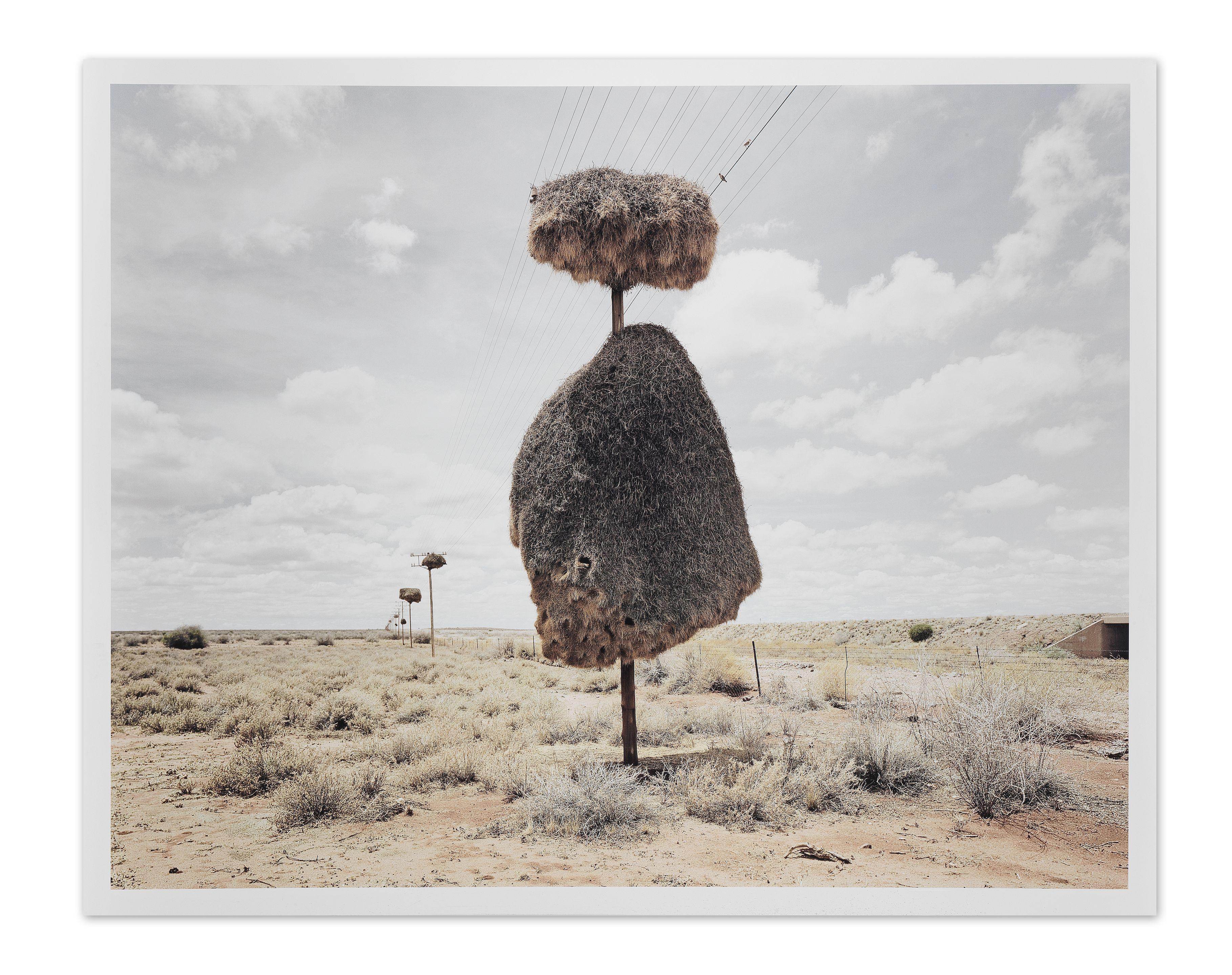 Dillon Marsh - Assimilation 7, 2010