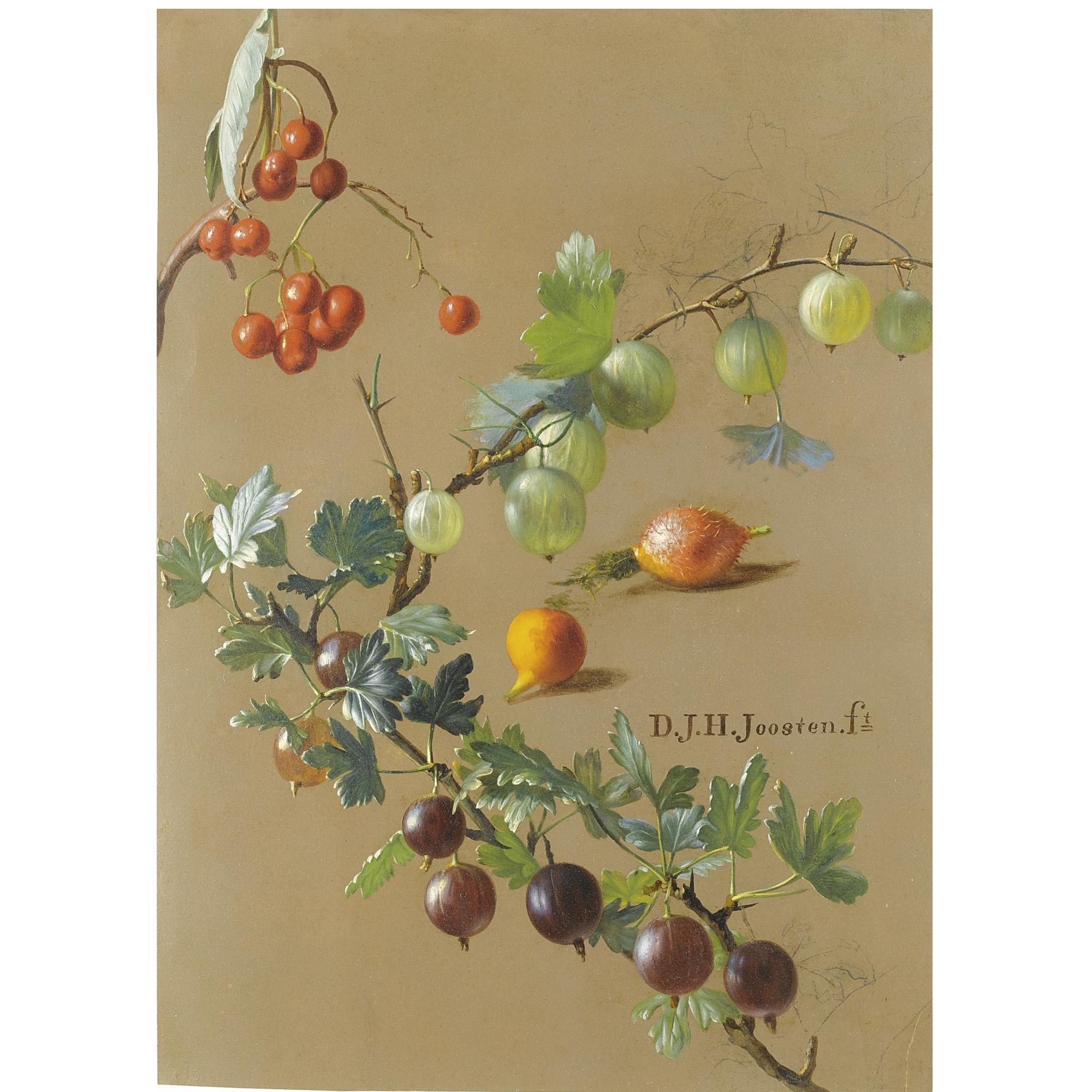 Dirk Jan Hendrik Joosten - A Sheet Of Studies Of Gooseberries, Currants And Rosehips