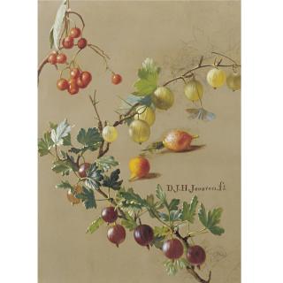 Dirk Jan Hendrik Joosten - Study For Red And White Currants
