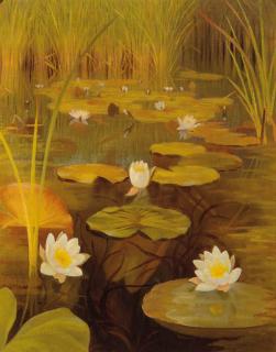 Dirk Smorenberg - Water lilies