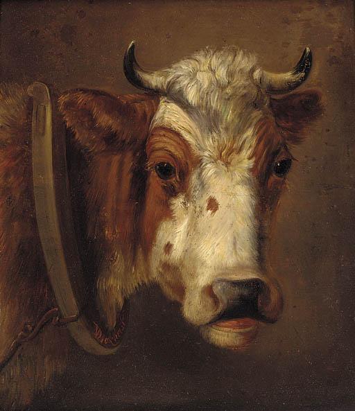 Dirk Van Lokhorst - Study of a cow\'s head