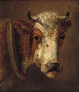 Dirk Van Lokhorst - Study of a cow\'s head