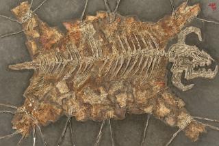 Dmitri Plavinsky - Animal Skin