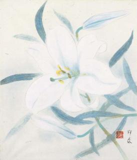 Domoto Insho - White lily
