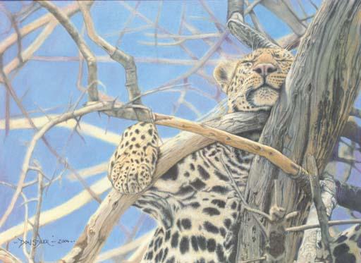 Don Styler - Tree-top siesta