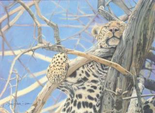 Don Styler - Tree-top siesta