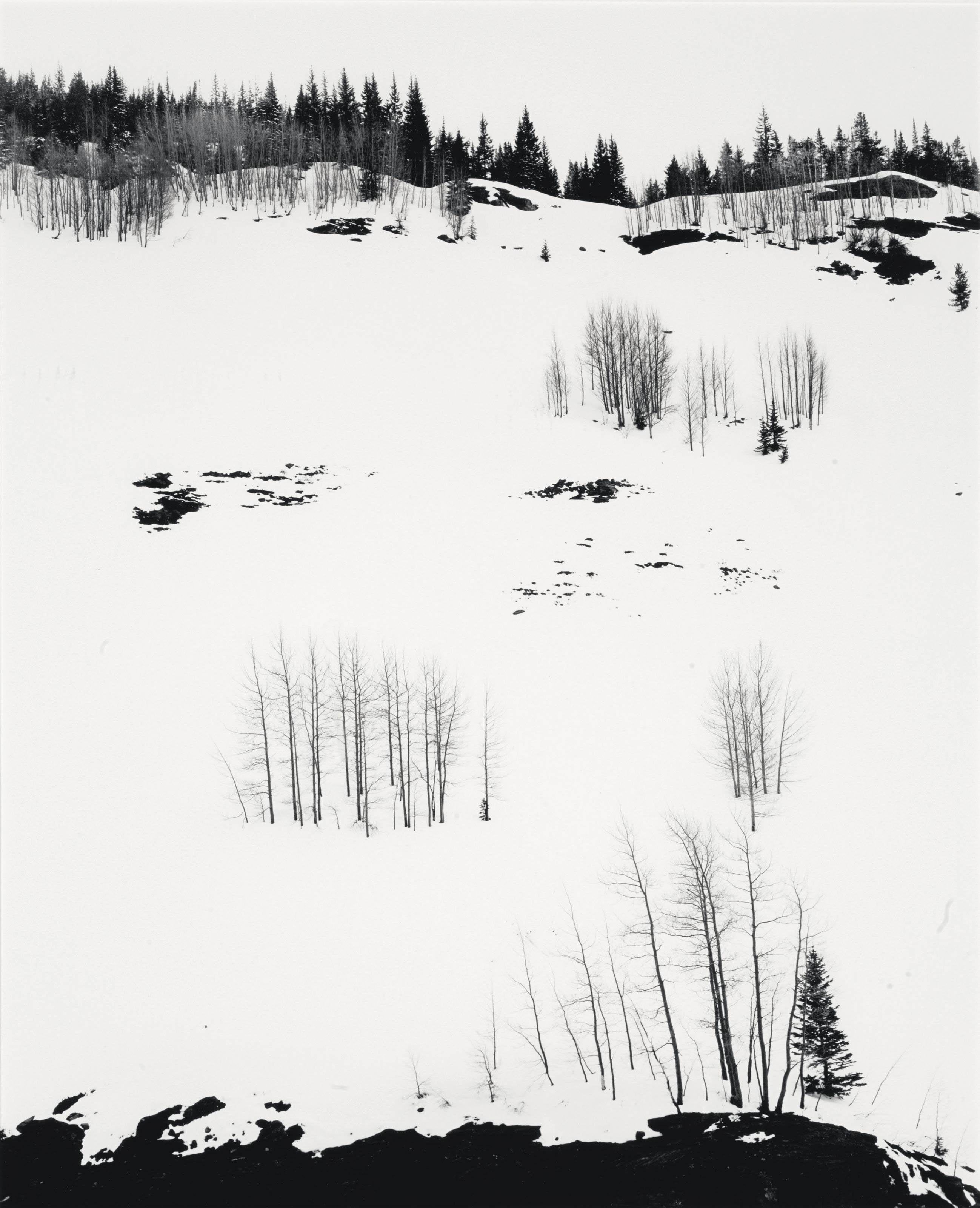 Don Worth - Aspen Trees and Snow, Colorado, 1957