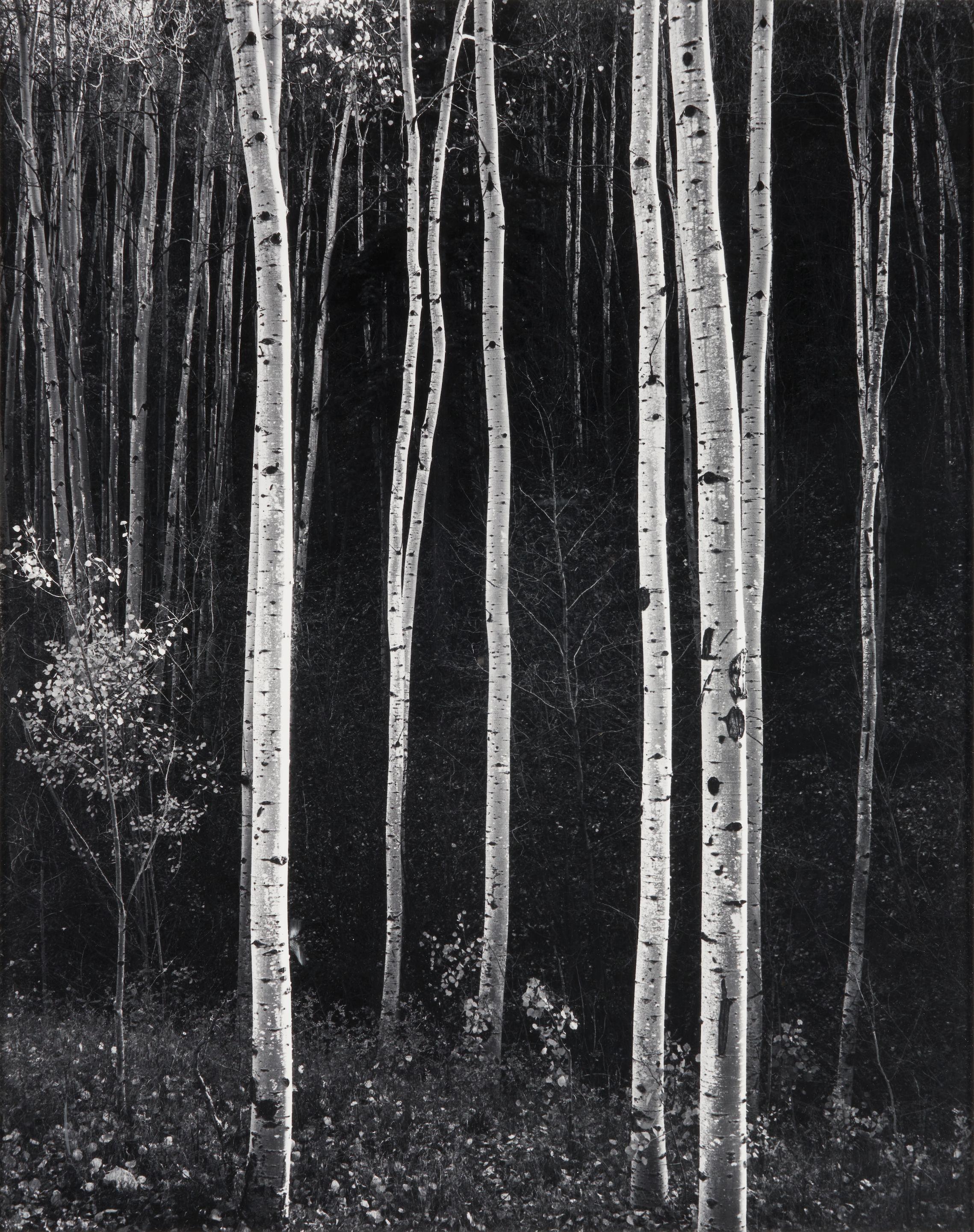 Don Worth - Aspen Tress, Autumn, New Mexico