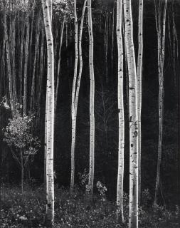 Don Worth - Aspen Tress, Autumn, New Mexico