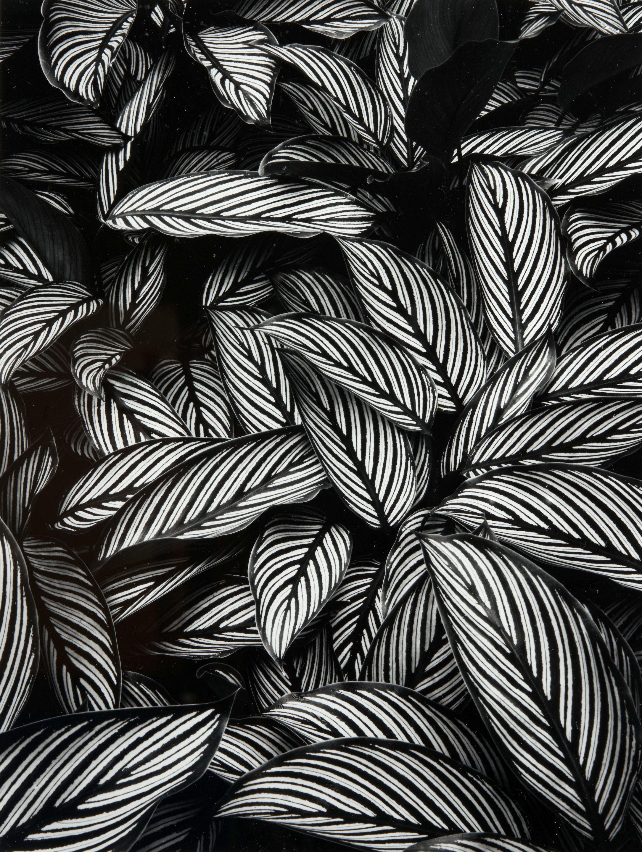 Don Worth - Calathea vittata, Island of Oahu