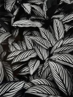 Don Worth - Calathea vittata, Island of Oahu