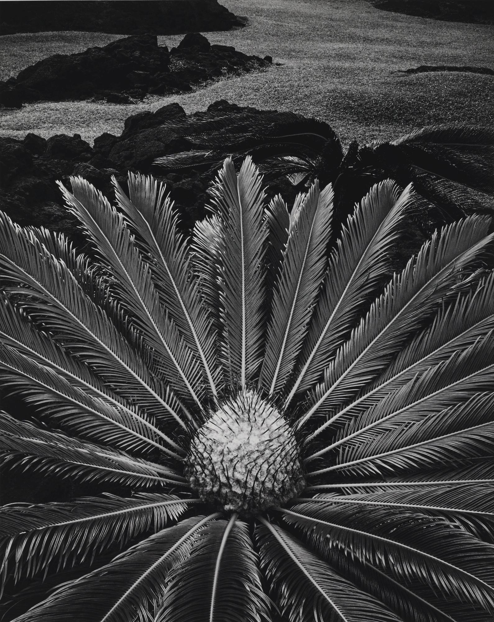 Don Worth - Cycas Revoluta, Hilo Hawaii
