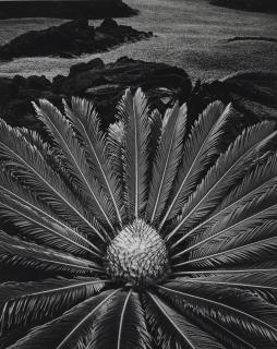 Don Worth - Cycas Revoluta, Hilo Hawaii
