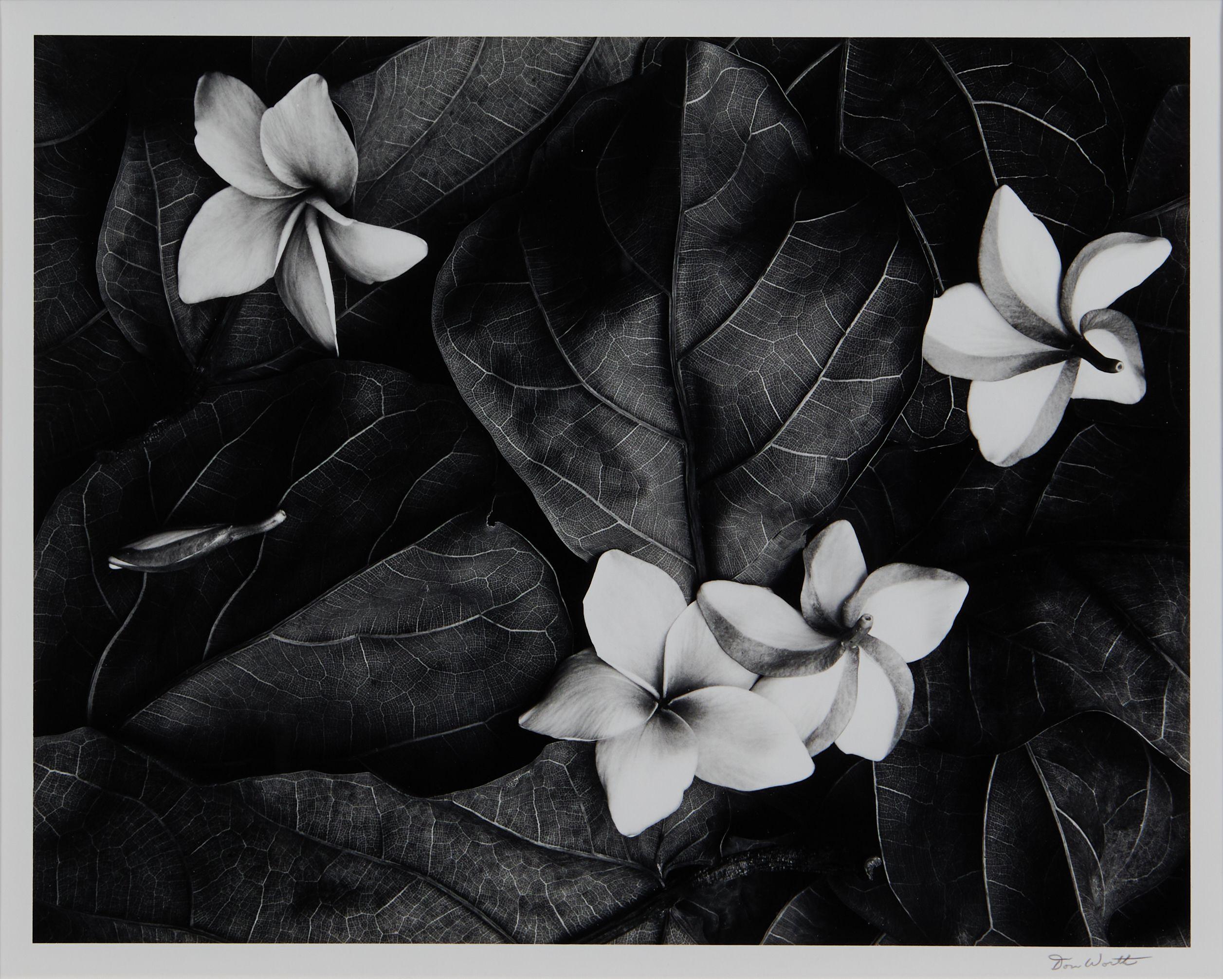 Don Worth - Plumeria Blossoms, Hilo, Hawaii
