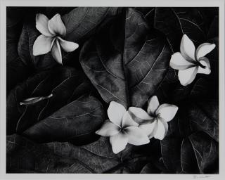Don Worth - Plumeria Blossoms, Hilo, Hawaii