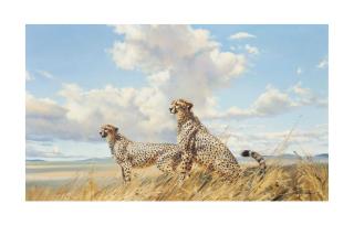 Donald Grant - African Cheetahs