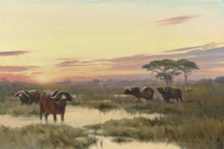 Donald Grant - Cape Buffalo - African Sunset