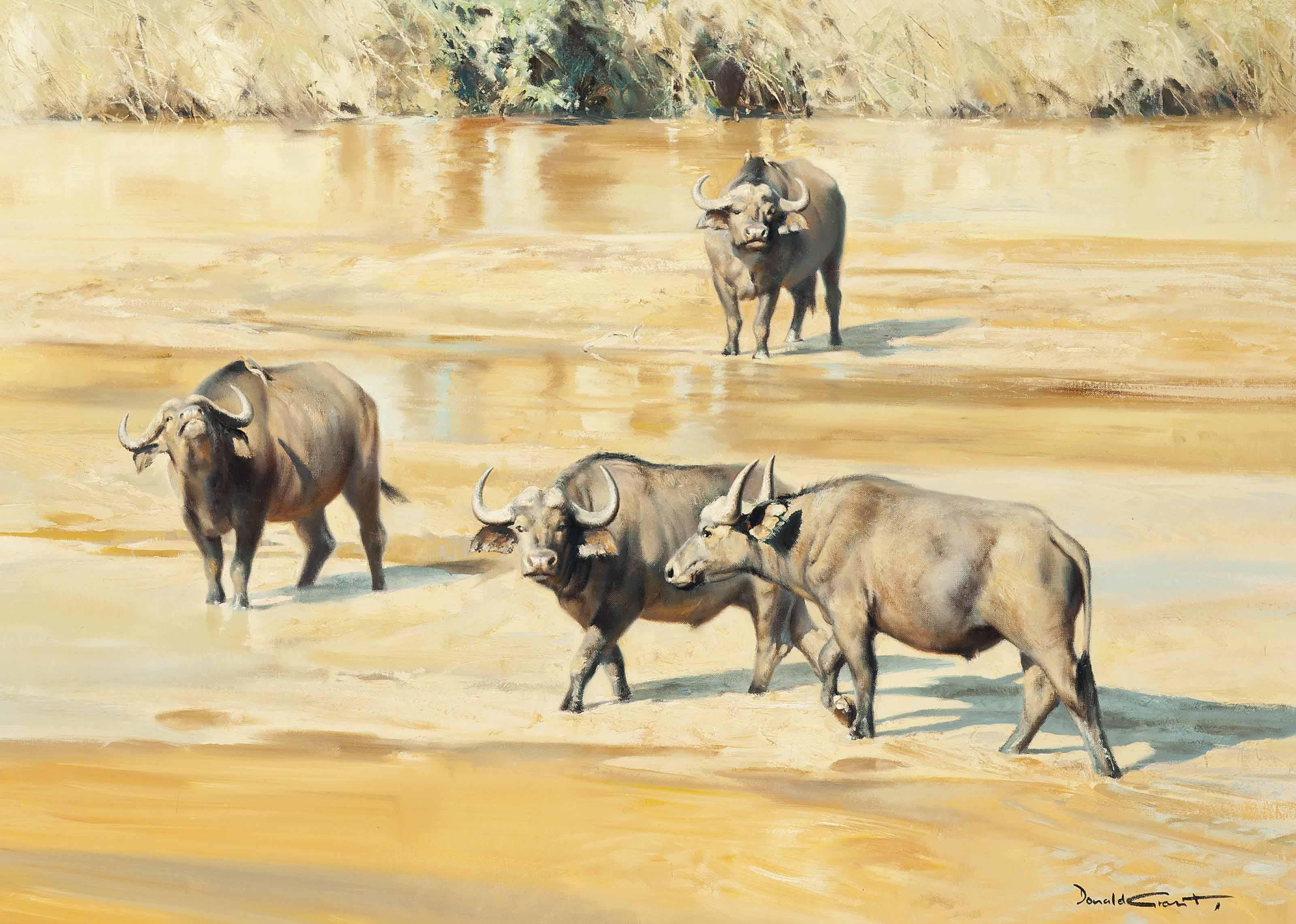 Donald Grant - Cape Buffalo