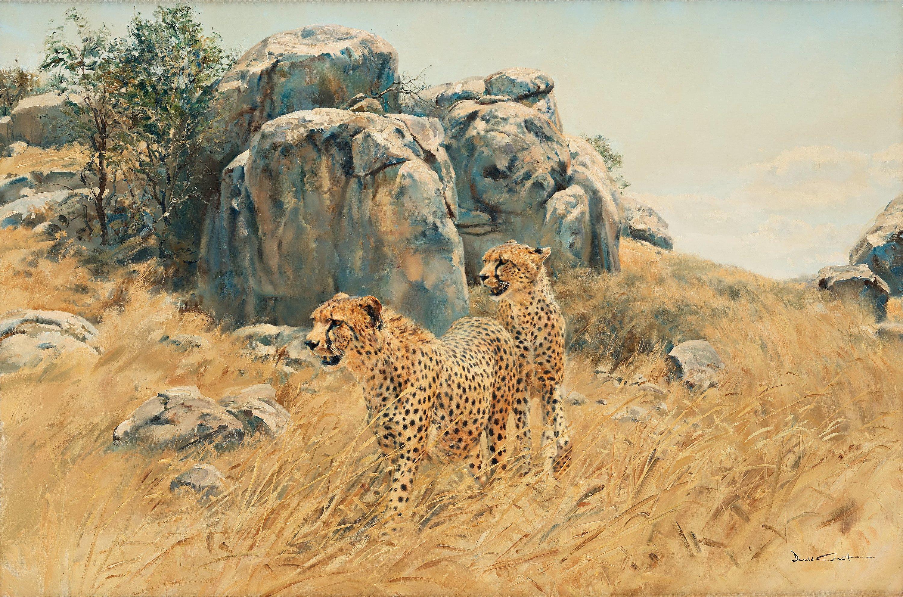 Donald Grant - Cheetah beside a cliff