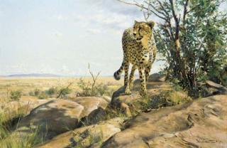 Donald Grant - Cheetah