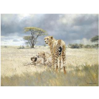 Donald Grant - Cheetahs