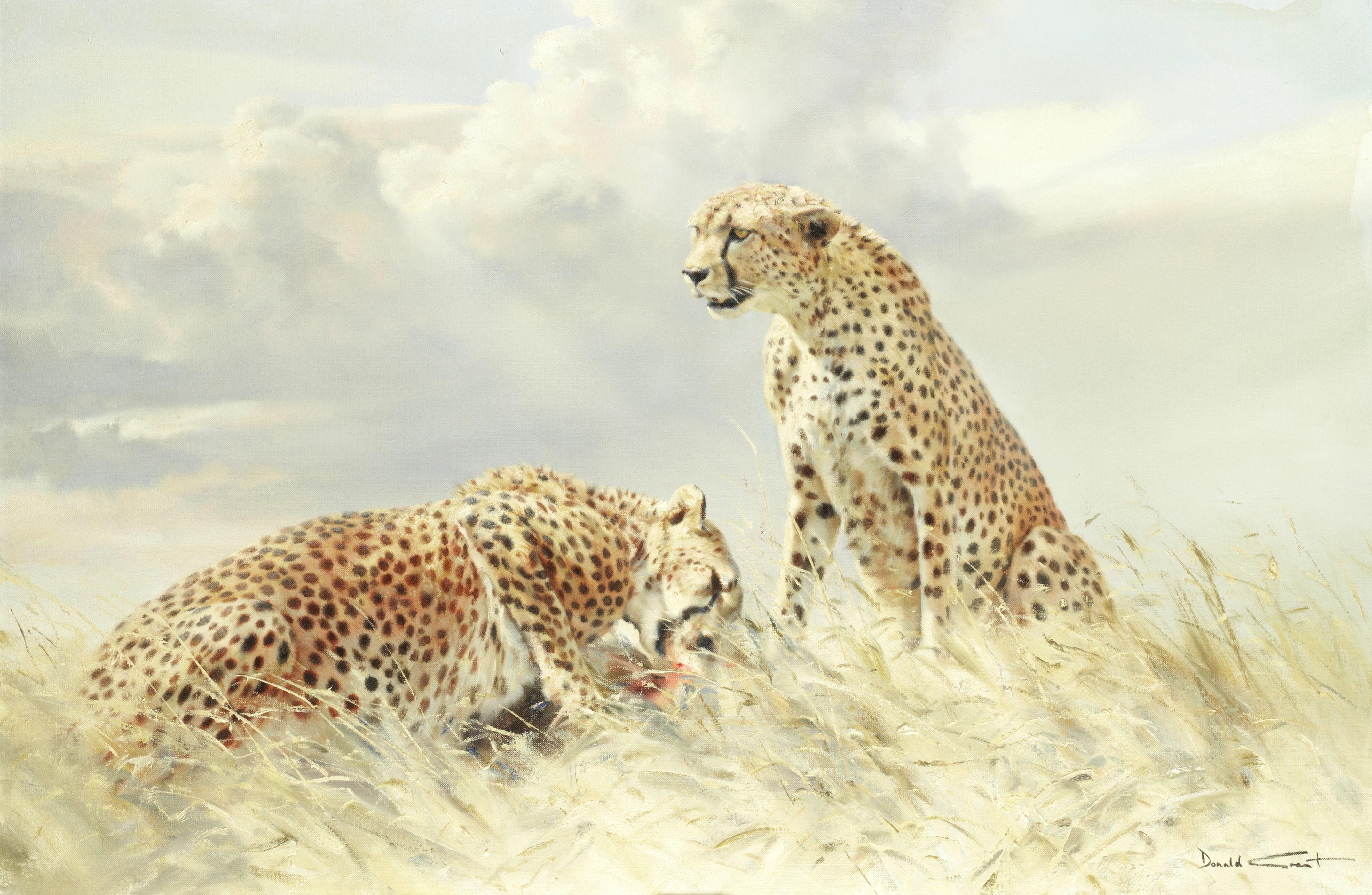 Donald Grant - Cheetahs