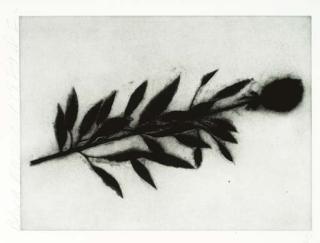 Donald Sultan - Black Roses, Dec. 1989