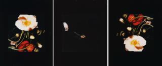 Donald Sultan - Poppies