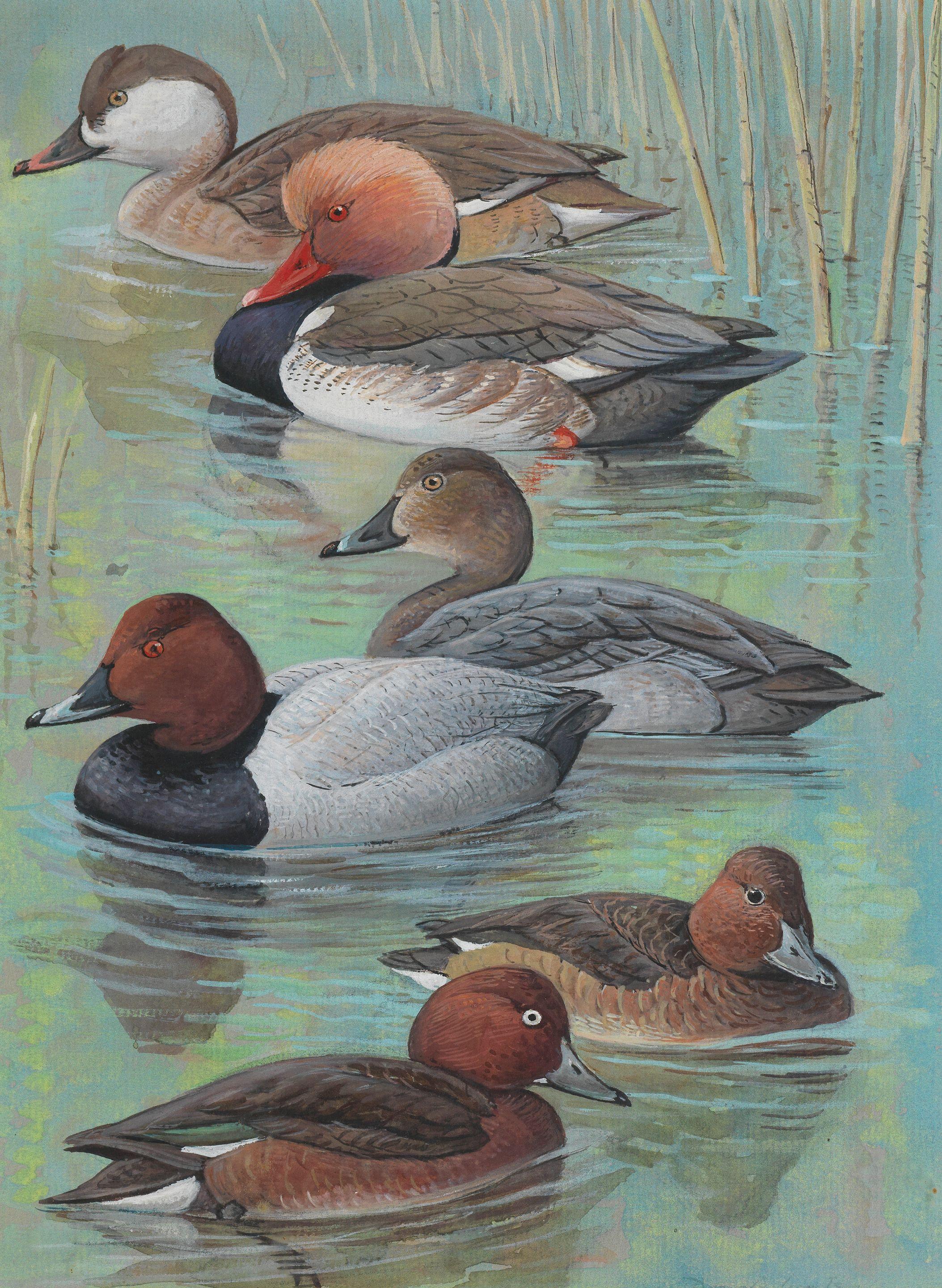 Donald Watson - Seascape with Oystercatchers gouache, signed and dated 1992