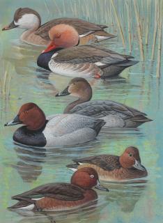 Donald Watson - Seascape with Oystercatchers gouache, signed and dated 1992