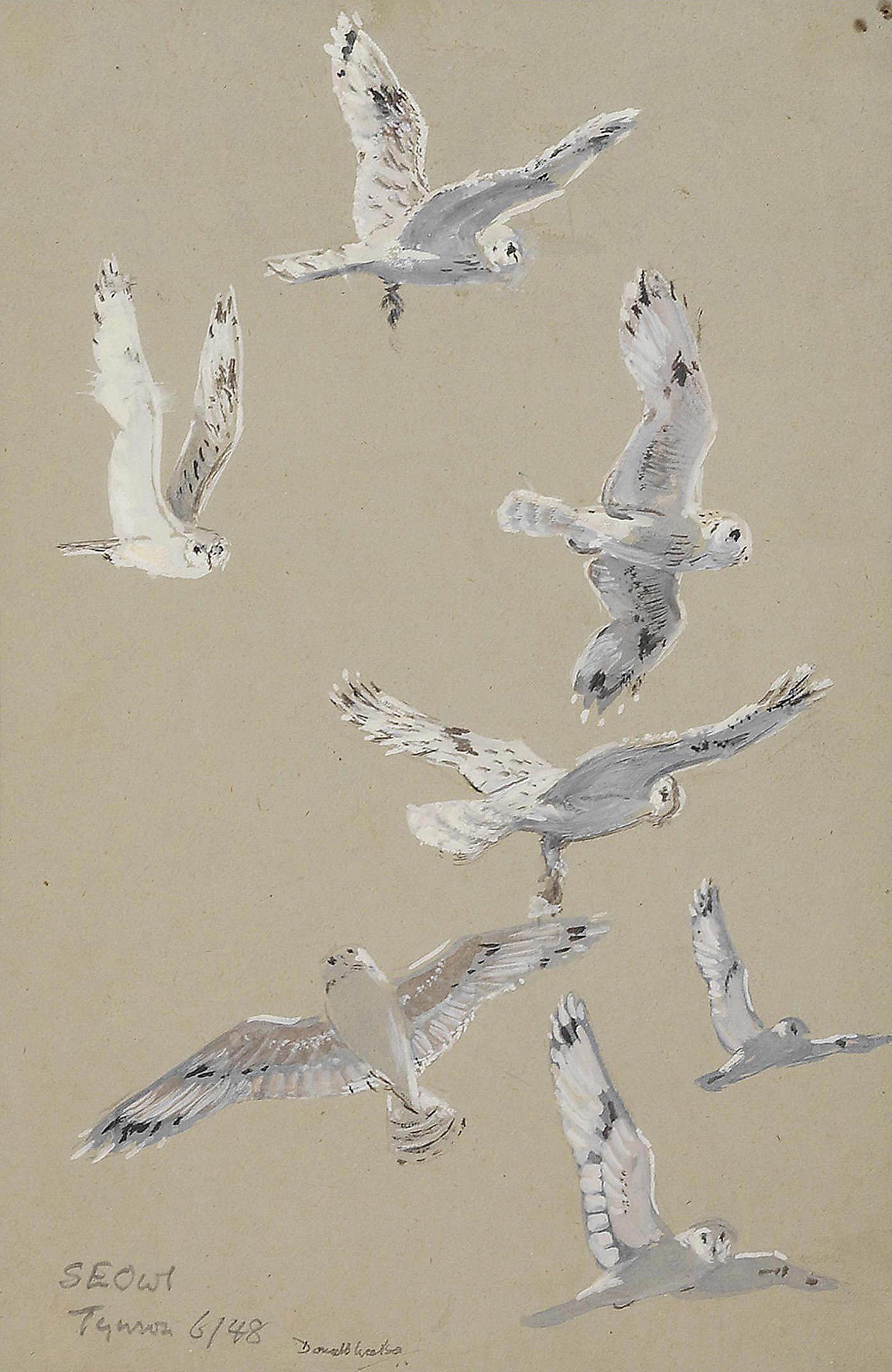 Donald Watson - Short-eared owl in flight; and Coots