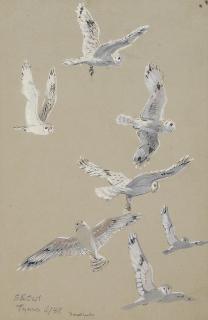 Donald Watson - Short-eared owl in flight; and Coots