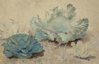 Dora Carrington - Cabbages