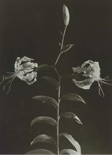 Dora Maar - Day Lilies, c. 1932-1935