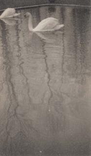 Dora Maar - Swans, Versaille