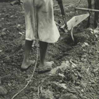 Dorothea Lange - Alabama Plow Girl Near Eutaw, Alabama, July 1936