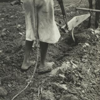Dorothea Lange - Alabama Plow Girl Near Eutaw, Alabama, July 1936