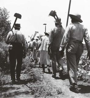 Dorothea Lange - Cotton Hoers, Near Clarksdale, Mississippi